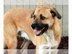 Anatolian Shepherd Mix DOG FOR ADOPTION RGADN-1215838 - Buck - Shepherd /