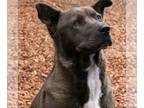 American Pit Bull Terrier Mix DOG FOR ADOPTION RGADN-1215841 - Trac - Cattle Dog