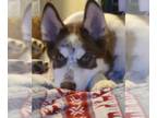 Siberian Husky Mix DOG FOR ADOPTION RGADN-1215842 - Allmight - Siberian Husky /
