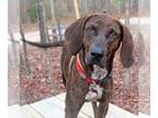 Plott Hound Mix DOG FOR ADOPTION RGADN-1215843 - Dobby - Plott Hound / Mixed