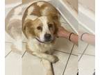 American Water Spaniel-Spaniel Mix DOG FOR ADOPTION RGADN-1215849 - Bree -