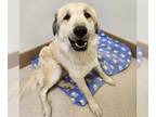 Great Pyrenees Mix DOG FOR ADOPTION RGADN-1215854 - Racer - Great Pyrenees /