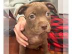 American Pit Bull Terrier DOG FOR ADOPTION RGADN-1215859 - Adele - Pit Bull