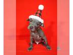 American Pit Bull Terrier Mix DOG FOR ADOPTION RGADN-1215861 - Falafel - Pit