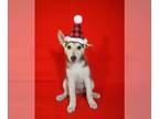 Huskies Mix DOG FOR ADOPTION RGADN-1215862 - Kirsi - Husky / Mixed (medium coat)