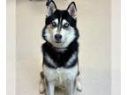 Mix DOG FOR ADOPTION RGADN-1215866 - Slate - Husky (long coat) Dog For