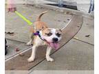 American Pit Bull Terrier Mix DOG FOR ADOPTION RGADN-1215870 - GUY FIERI - Pit