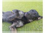 Labrador Retriever Mix DOG FOR ADOPTION RGADN-1215872 - TOOTY - Labrador