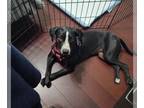 Lab-Pointer DOG FOR ADOPTION RGADN-1215888 - Zuri the Puppy - Labrador Retriever