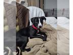 Lab-Pointer DOG FOR ADOPTION RGADN-1215888 - Zuri the Puppy - Labrador Retriever