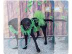 German Shorthaired Lab DOG FOR ADOPTION RGADN-1215890 - Betty - German