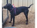 German Shorthaired Lab DOG FOR ADOPTION RGADN-1215890 - Betty - German