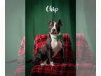 American Staffordshire Terrier Mix DOG FOR ADOPTION RGADN-1215894 - Chip -