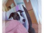 Boxer-Redbone Coonhound Mix DOG FOR ADOPTION RGADN-1215897 - Brindle - Redbone