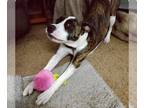 Boxer-Redbone Coonhound Mix DOG FOR ADOPTION RGADN-1215897 - Brindle - Redbone