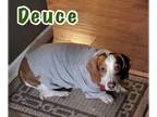 Bagle Hound DOG FOR ADOPTION RGADN-1215901 - Deuce - Basset Hound / Beagle /