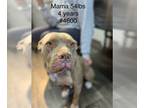 American Pit Bull Terrier DOG FOR ADOPTION RGADN-1215904 - Mama Lexi #4600 - Pit