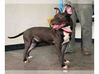 American Pit Bull Terrier DOG FOR ADOPTION RGADN-1215909 - CUPCAKE - Pit Bull