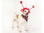 Jack Chi DOG FOR ADOPTION RGADN-1215924 - Jack - Jack Russell Terrier /