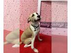 Boxer Mix DOG FOR ADOPTION RGADN-1215942 - Clyde - Terrier / Boxer / Mixed Dog
