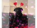 Labrador Retriever Mix DOG FOR ADOPTION RGADN-1215948 - Mack - Labrador