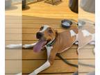 Coonhound Mix DOG FOR ADOPTION RGADN-1215956 - Nikko COURTESY LISTING -