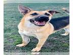 German Shepherd Dog DOG FOR ADOPTION RGADN-1215958 - Dog - German Shepherd Dog