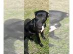 Labrador Retriever Mix DOG FOR ADOPTION RGADN-1215961 - VALENTINO - Labrador