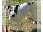 Pointer Mix DOG FOR ADOPTION RGADN-1215964 - TRIUMPH - Pointer / Mixed (short