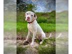 Dogo Argentino DOG FOR ADOPTION RGADN-1215967 - Goose - Dogo Argentino (short