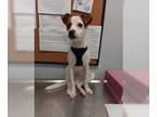 Jack Russell Terrier DOG FOR ADOPTION RGADN-1215995 - Ace - Jack Russell Terrier