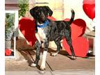 Catahoula Leopard Dog-Great Dane Mix DOG FOR ADOPTION RGADN-1215998 - LEON -