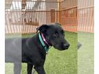 Labrador Retriever Mix DOG FOR ADOPTION RGADN-1215999 - *GRACE - Labrador