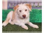 Glen of Imaal Terrier Mix DOG FOR ADOPTION RGADN-1216005 - Mr Grinch - Glen of