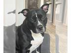 American Staffordshire Terrier DOG FOR ADOPTION RGADN-1216010 - Belle - American