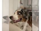 Australian Shepherd DOG FOR ADOPTION RGADN-1216016 - Blue - Australian Shepherd