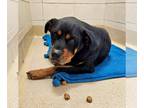 Rottweiler Mix DOG FOR ADOPTION RGADN-1216017 - Sir Cleetus - Rottweiler / Mixed