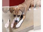 American Pit Bull Terrier-Beagle Mix DOG FOR ADOPTION RGADN-1216018 - Tito -