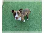 American Staffordshire Terrier DOG FOR ADOPTION RGADN-1216030 - BABY GIRL -