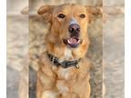 Golden Retriever Mix DOG FOR ADOPTION RGADN-1216032 - Ginger - Golden Retriever