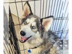 Siberian Husky DOG FOR ADOPTION RGADN-1216033 - Apple - Siberian Husky (medium