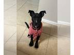 American Pit Bull Terrier-Miniature Pinscher Mix DOG FOR ADOPTION RGADN-1216036