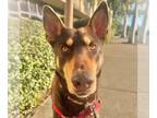 Doberman Pinscher DOG FOR ADOPTION RGADN-1216046 - NALA - Doberman Pinscher