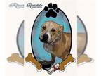 Bullboxer Pit DOG FOR ADOPTION RGADN-1216065 - PITA - Pit Bull Terrier / Boxer /