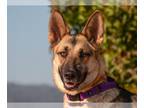 German Shepherd Dog DOG FOR ADOPTION RGADN-1216073 - GRETA - German Shepherd Dog