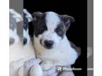 Border-Aussie DOG FOR ADOPTION RGADN-1216088 - Brandi - Border Collie /