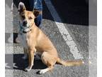 Whippet Mix DOG FOR ADOPTION RGADN-1216097 - Monty - Australian Cattle Dog/Blue