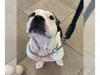 American Staffordshire Terrier Mix DOG FOR ADOPTION RGADN-1216101 - GABBY -