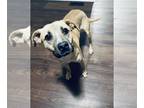 Black Mouth Cur Mix DOG FOR ADOPTION RGADN-1216102 - Oatmeal - Black Mouth Cur /