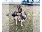 German Shepherd Dog Mix DOG FOR ADOPTION RGADN-1216103 - Pogo - German Shepherd